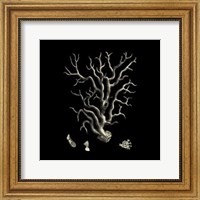 Small Black & Tan Coral I Fine Art Print