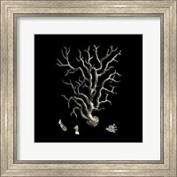 Small Black & Tan Coral I Fine Art Print