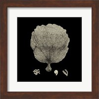 Small Black & Tan Coral II Fine Art Print