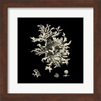 Small Black & Tan Coral III Fine Art Print