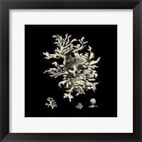 Small Black & Tan Coral III Fine Art Print