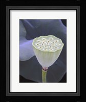 Lotus Detail IX Fine Art Print