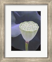 Lotus Detail IX Fine Art Print