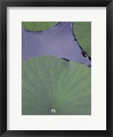 Lotus Detail X Fine Art Print