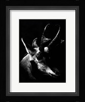 Wildlife Scratchboards II Framed Print