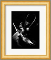 Wildlife Scratchboards II Fine Art Print