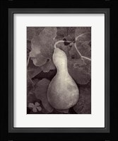 Gourd V Fine Art Print