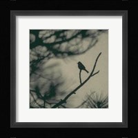 Caligraphy Bird I Fine Art Print