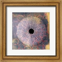 Seashell-Urchin Fine Art Print
