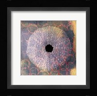 Seashell-Urchin Fine Art Print