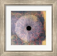 Seashell-Urchin Fine Art Print