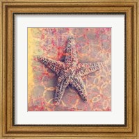 Seashell-Starfish Fine Art Print