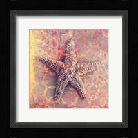 Seashell-Starfish Fine Art Print