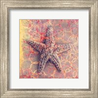 Seashell-Starfish Fine Art Print