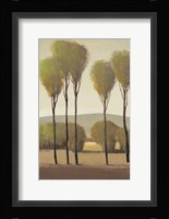 Tall Birches II Framed Print