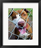 Fenced In Fine Art Print