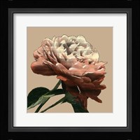 Heirloom Rose I Framed Print
