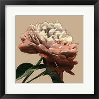 Heirloom Rose I Fine Art Print
