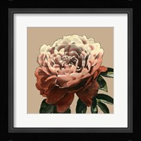 Heirloom Rose II Framed Print