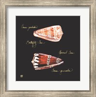 Striking Shells III Fine Art Print