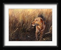 Golden Grass Fine Art Print