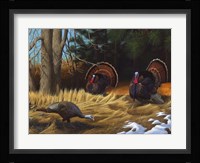 Turkies Fine Art Print