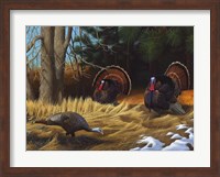 Turkies Fine Art Print