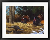 Turkies Fine Art Print