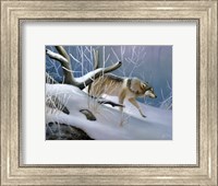 Lone Wolf Fine Art Print