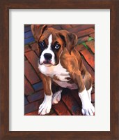 Baby Boxer Fine Art Print