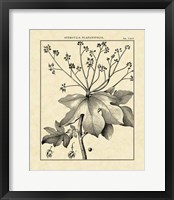 Vintage Botanical Study I Fine Art Print