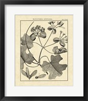 Vintage Botanical Study II Fine Art Print