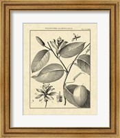 Vintage Botanical Study III Fine Art Print