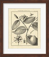 Vintage Botanical Study III Fine Art Print