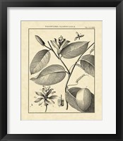 Vintage Botanical Study III Fine Art Print