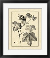 Vintage Botanical Study IV Fine Art Print