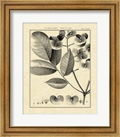 Vintage Botanical Study V Fine Art Print