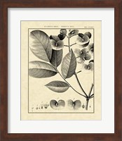 Vintage Botanical Study V Fine Art Print