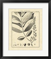 Vintage Botanical Study VI Fine Art Print