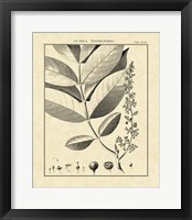 Vintage Botanical Study VI Fine Art Print