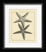 Antique&Deckle Vintage Starfish I Framed Print