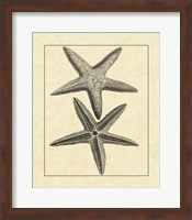 Antique&Deckle Vintage Starfish I Fine Art Print