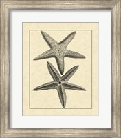 Antique&Deckle Vintage Starfish I Fine Art Print