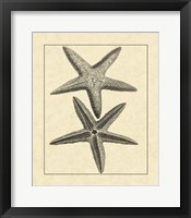 Antique&Deckle Vintage Starfish I Fine Art Print