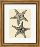 Antique&Deckle Vintage Starfish II Fine Art Print