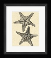 Antique&Deckle Vintage Starfish II Framed Print