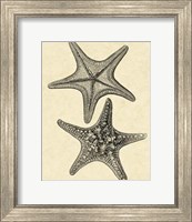 Antique&Deckle Vintage Starfish II Fine Art Print