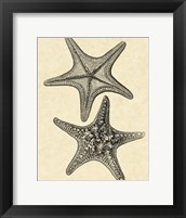 Antique&Deckle Vintage Starfish II Fine Art Print