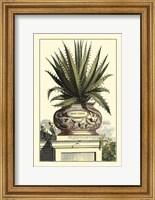 Antique Munting Aloe I Fine Art Print