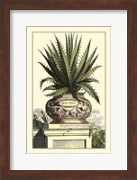 Antique Munting Aloe I Fine Art Print